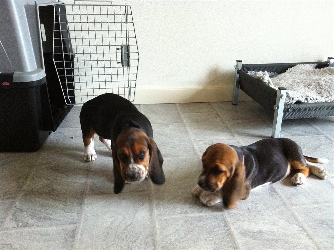 Blanding af racer Berta Bandit billede 3