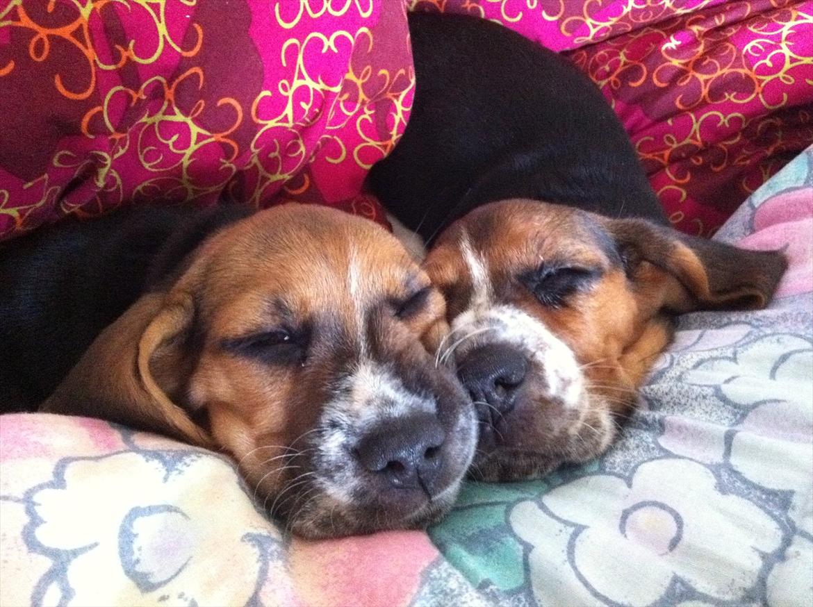 Blanding af racer Berta Bandit billede 4