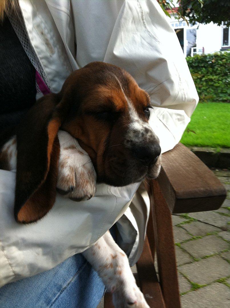 Blanding af racer Berta Bandit billede 5