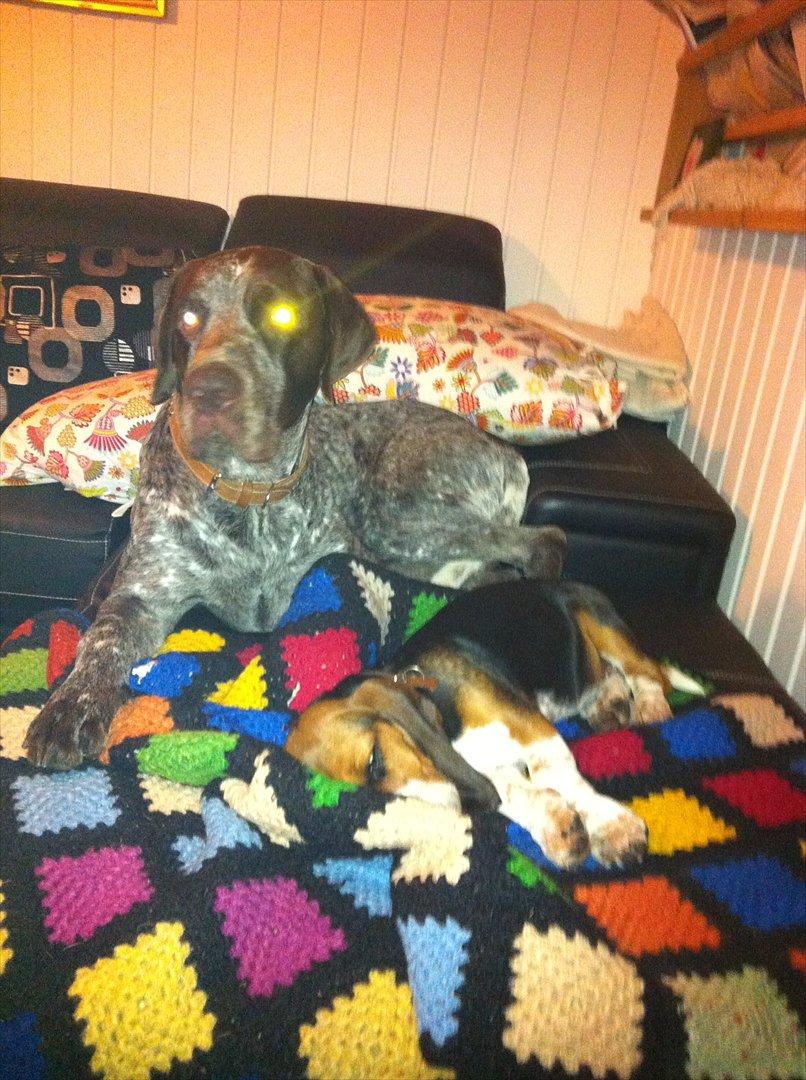 Blanding af racer Berta Bandit billede 6