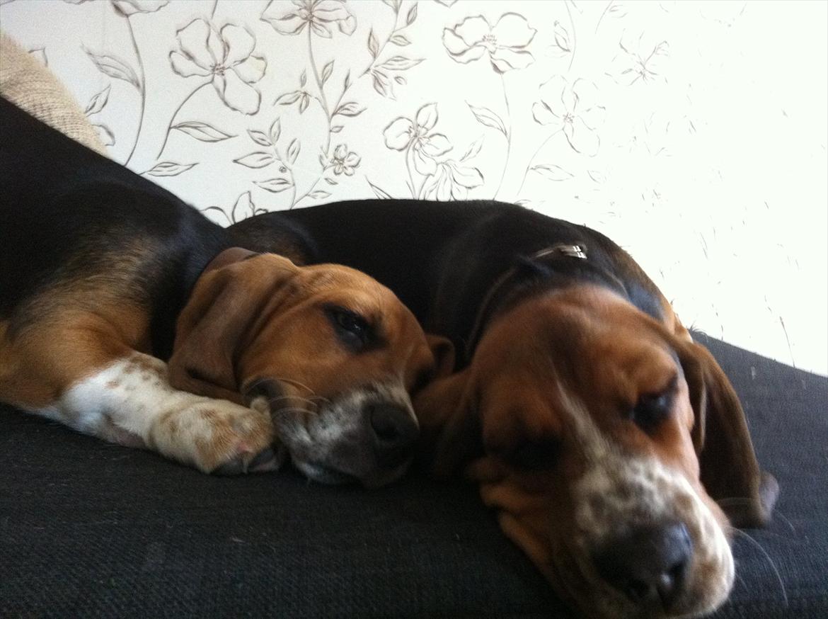 Blanding af racer Berta Bandit billede 7