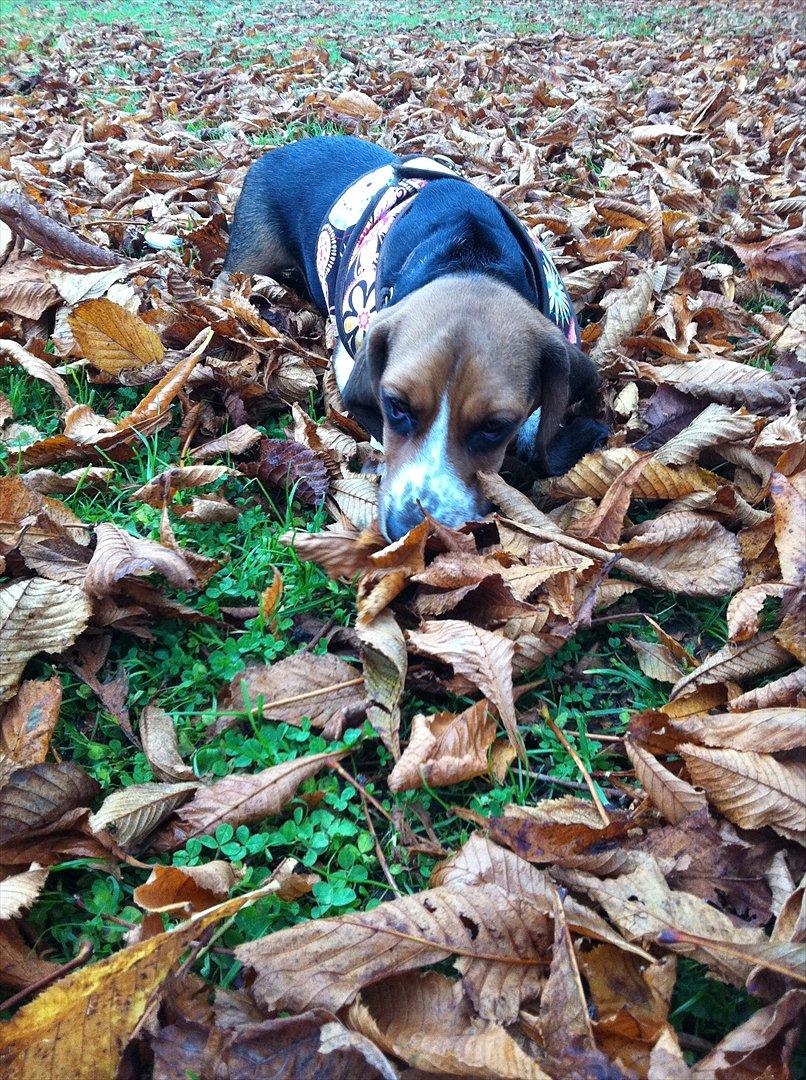 Blanding af racer Berta Bandit billede 8