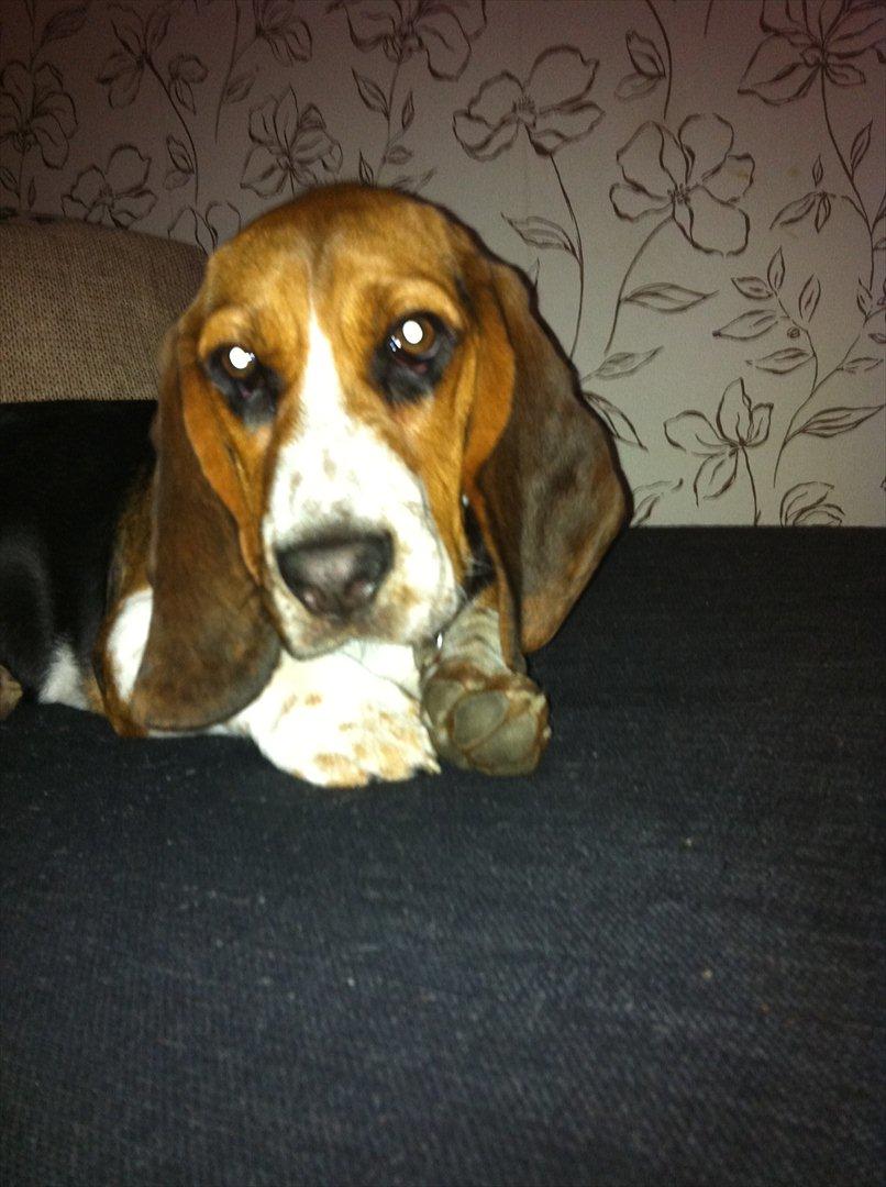 Blanding af racer Berta Bandit billede 9