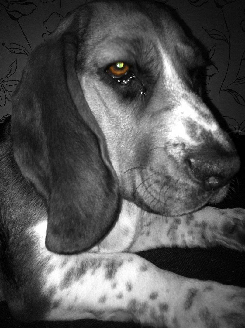 Blanding af racer Berta Bandit billede 10