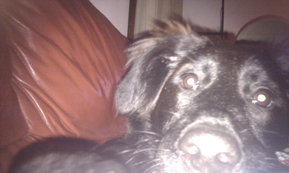 Blanding af racer Ozzie billede 12