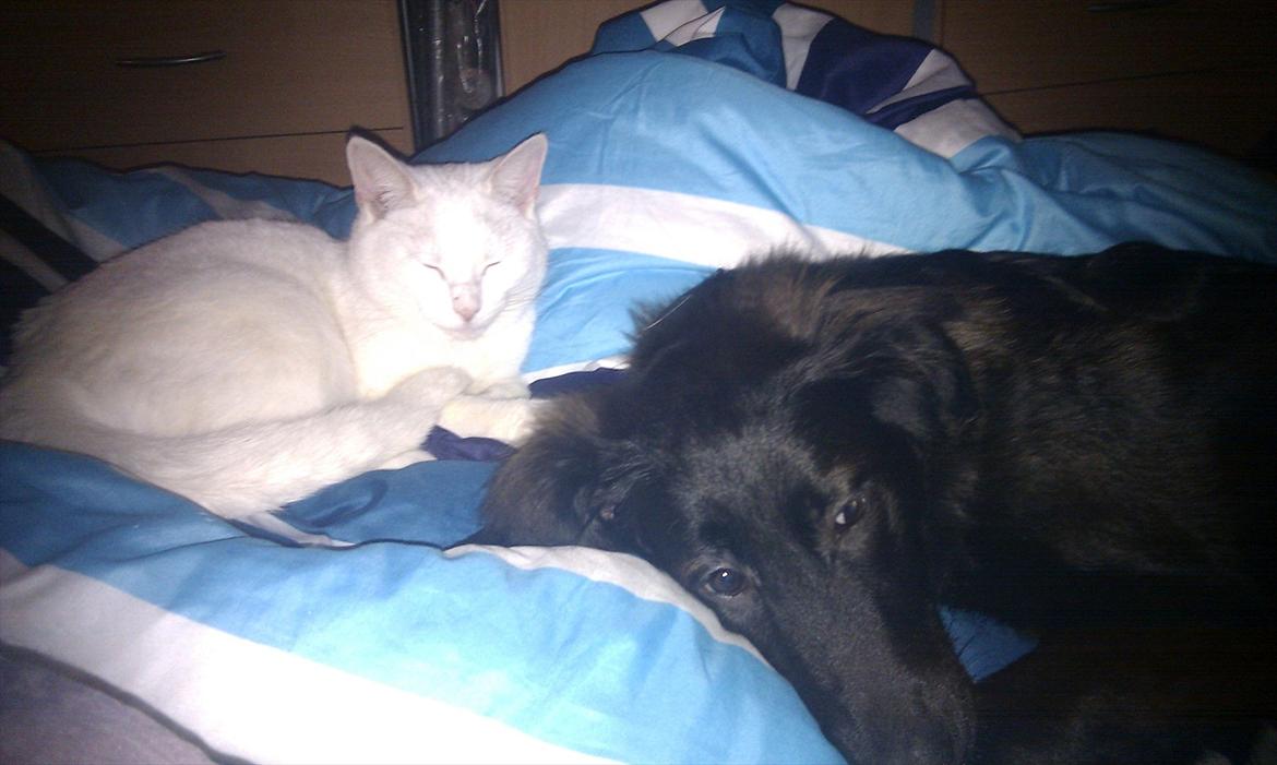 Blanding af racer Ozzie billede 13