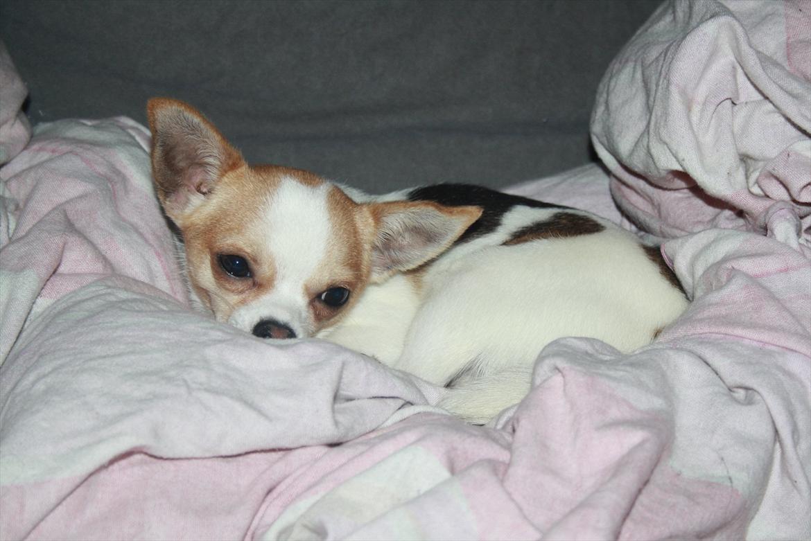 Chihuahua Pelé billede 21