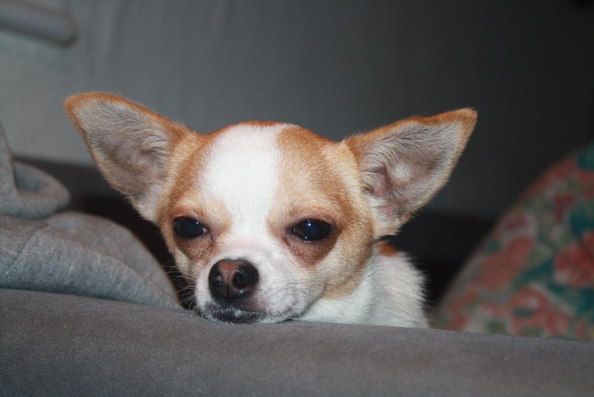 Chihuahua Pelé billede 20