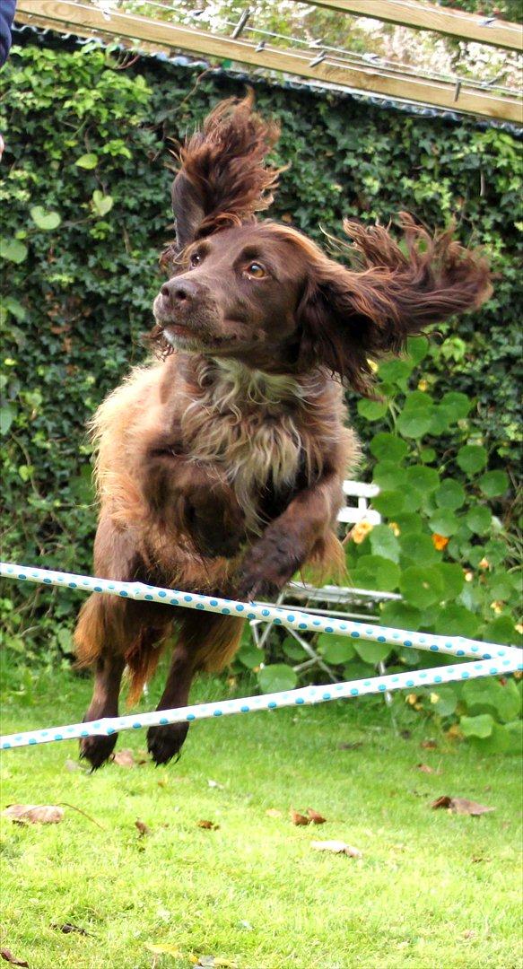 Field Trial spaniel Snif - flyvende fedtbolle :D billede 1
