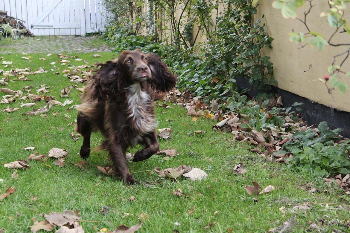 Field Trial spaniel Snif - :) billede 2