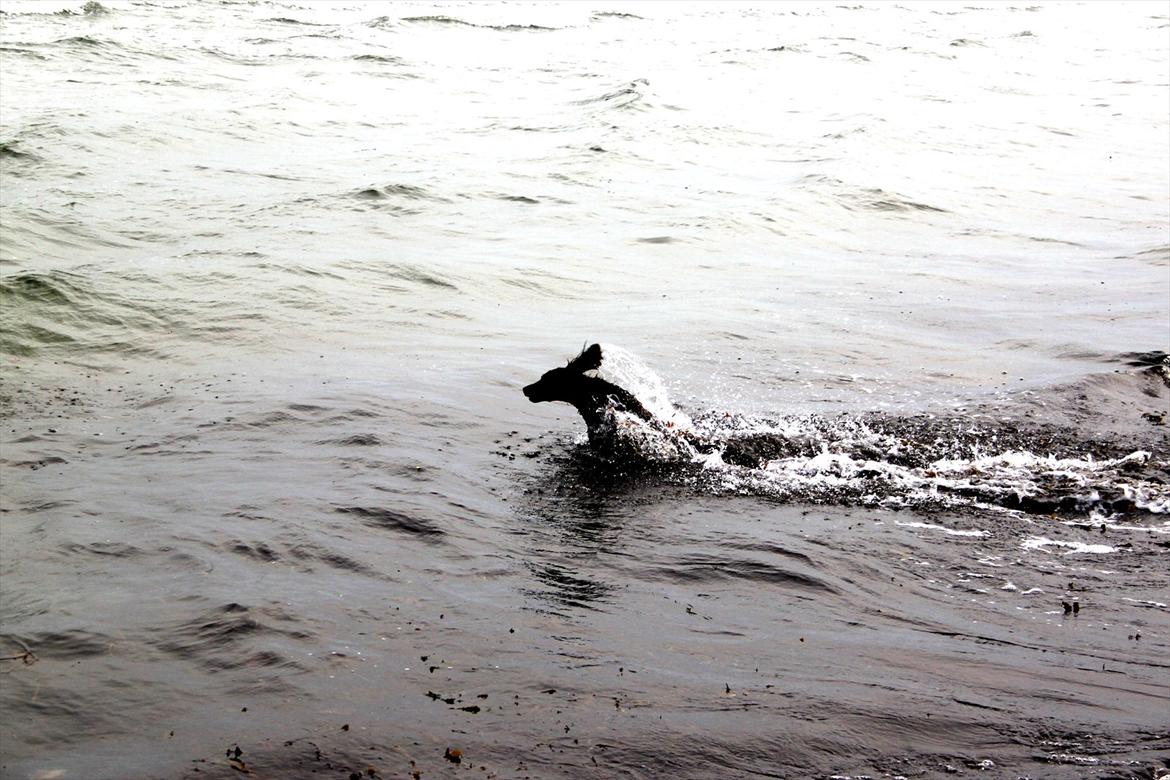 Field Trial spaniel Snif - til lands til vands og i luften :) billede 3