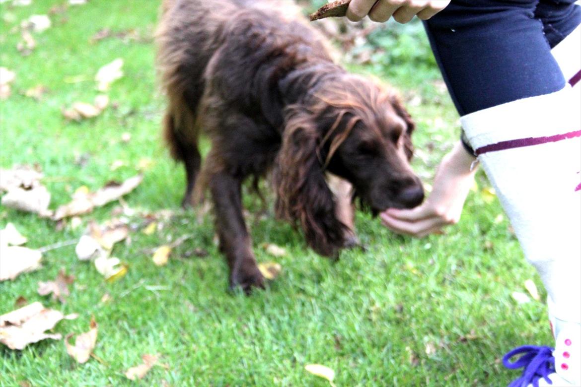 Field Trial spaniel Snif - en lille hund vil vist gøre det meste for en skive rugbrød... ha ha, fjolle <3  billede 4