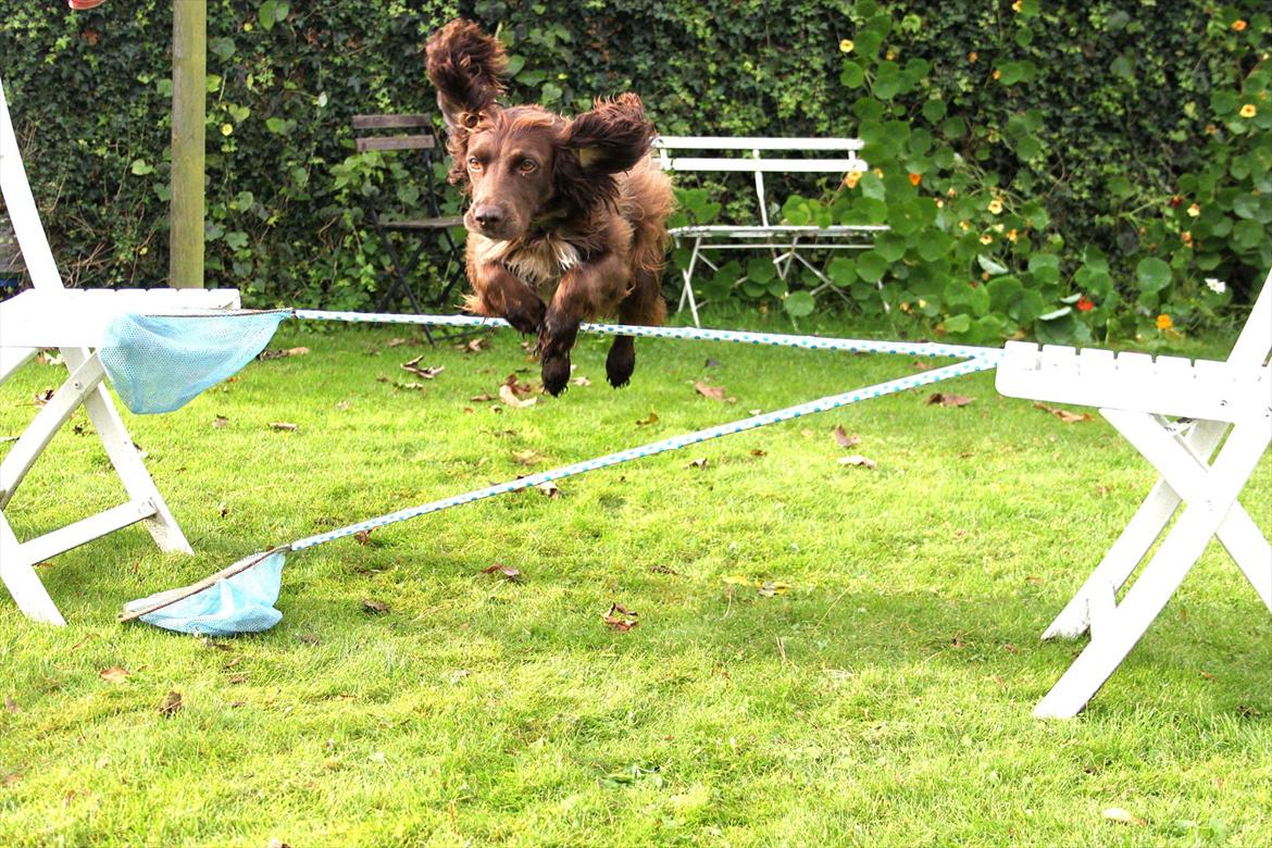 Field Trial spaniel Snif billede 5