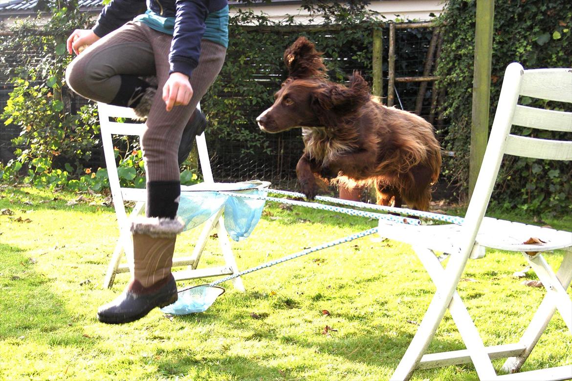 Field Trial spaniel Snif billede 6