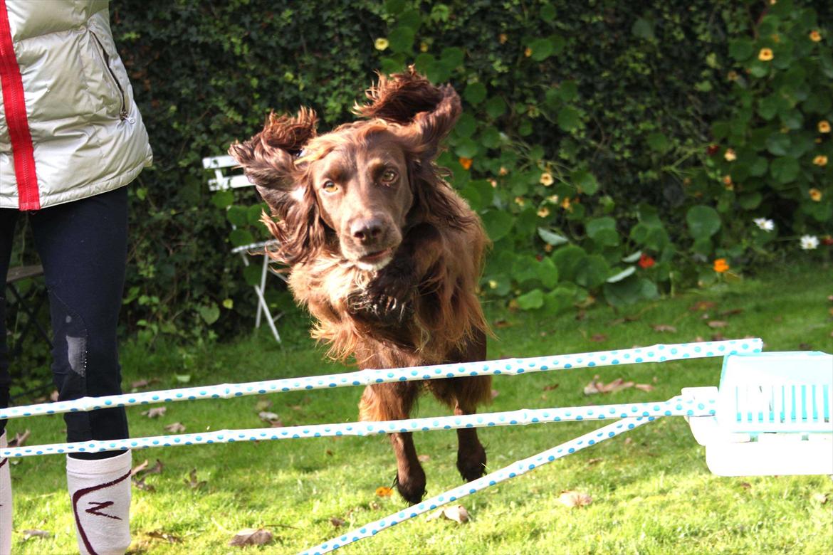 Field Trial spaniel Snif billede 7