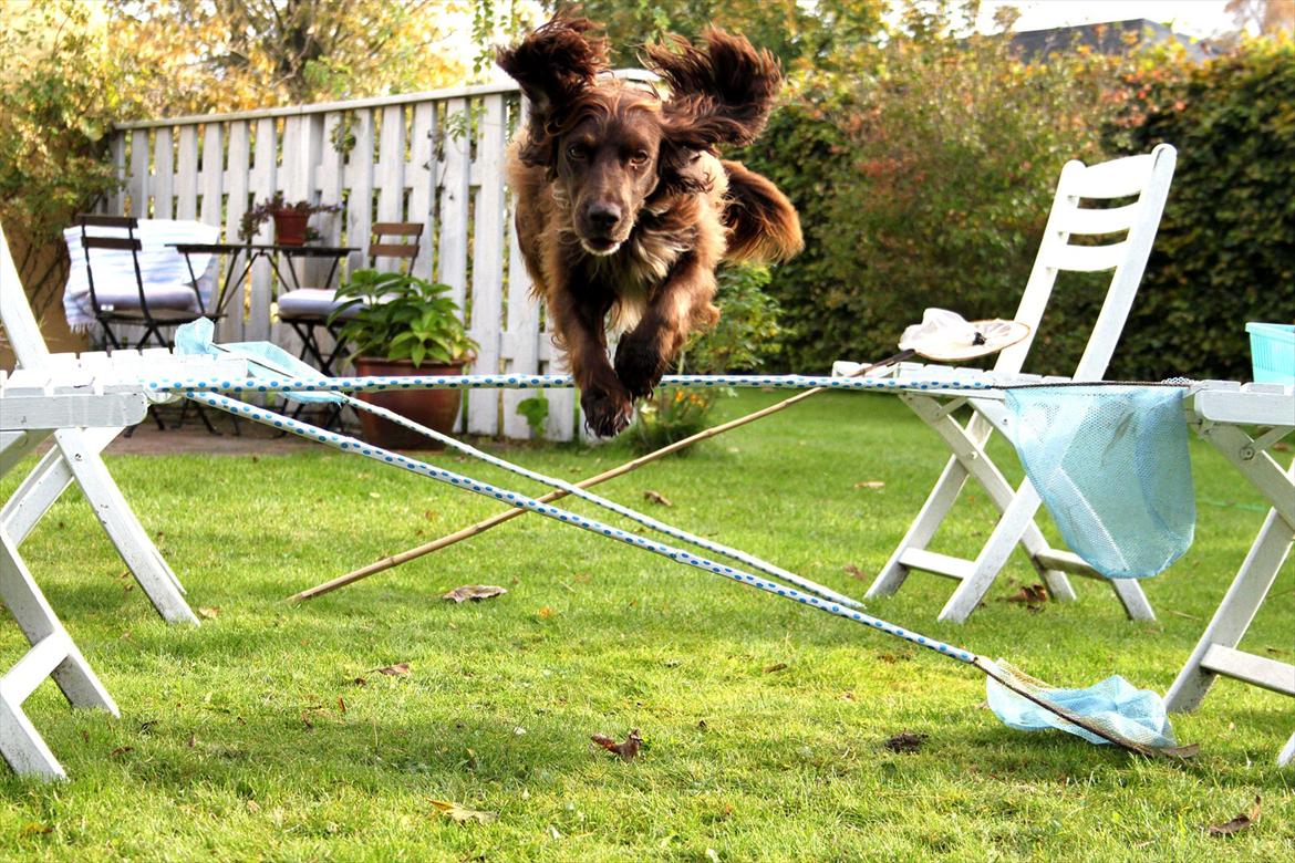 Field Trial spaniel Snif billede 8