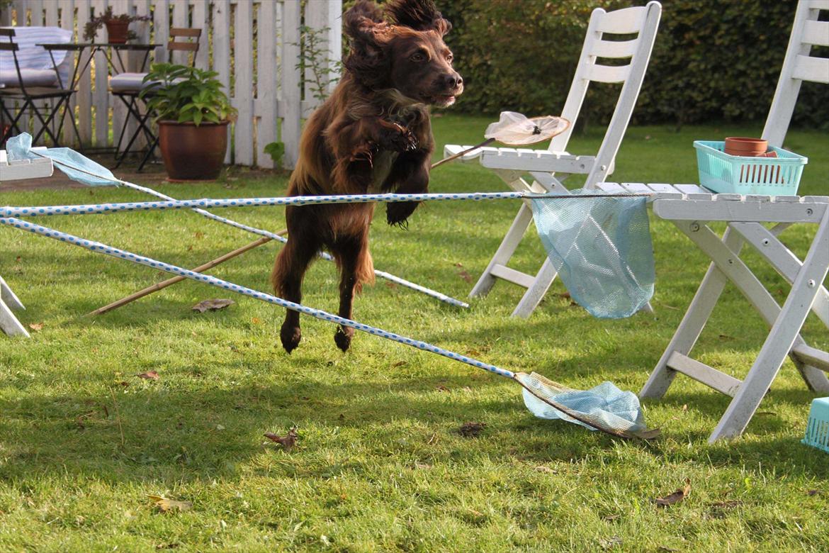 Field Trial spaniel Snif - mor's fighter! :D billede 9