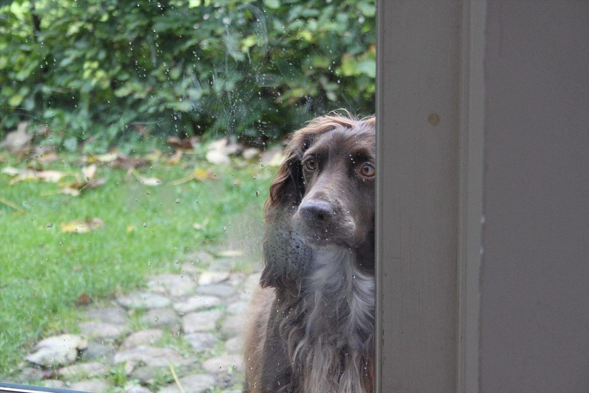 Field Trial spaniel Snif - ... ville du kunne stå for de øjne?? billede 10