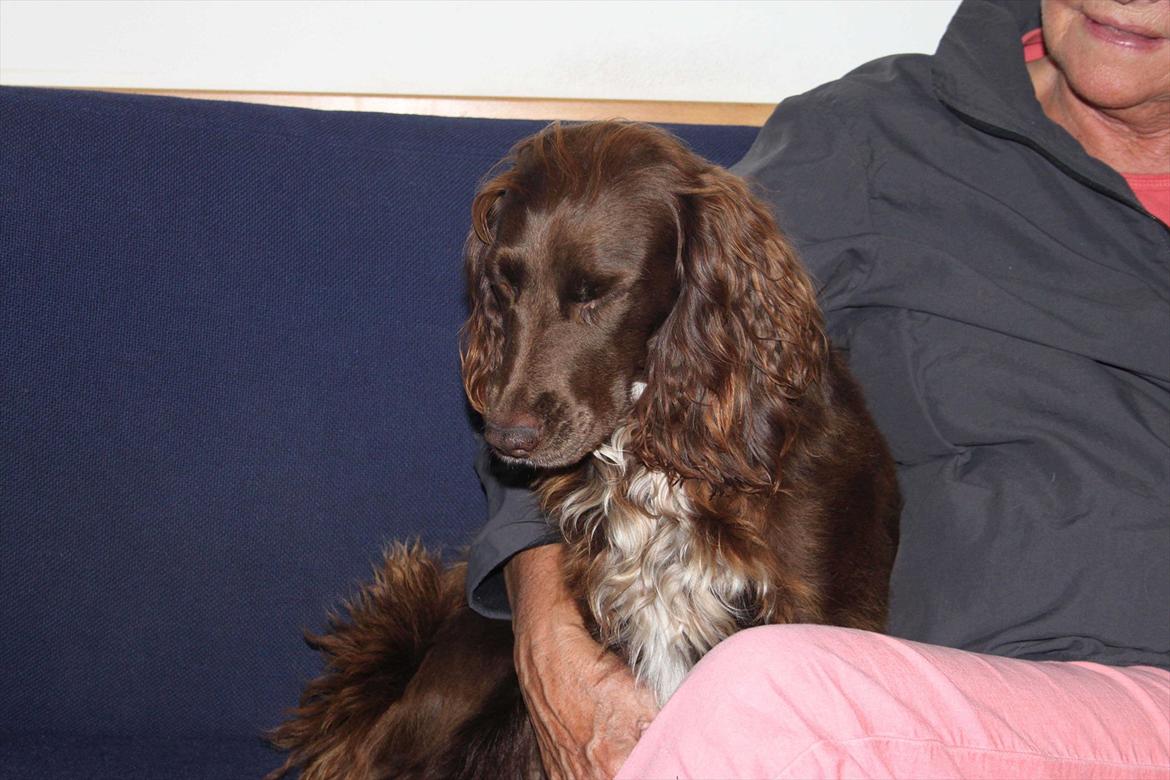 Field Trial spaniel Snif - ZZZZzzzzzZZZZzzzzzzZZ.....  billede 11