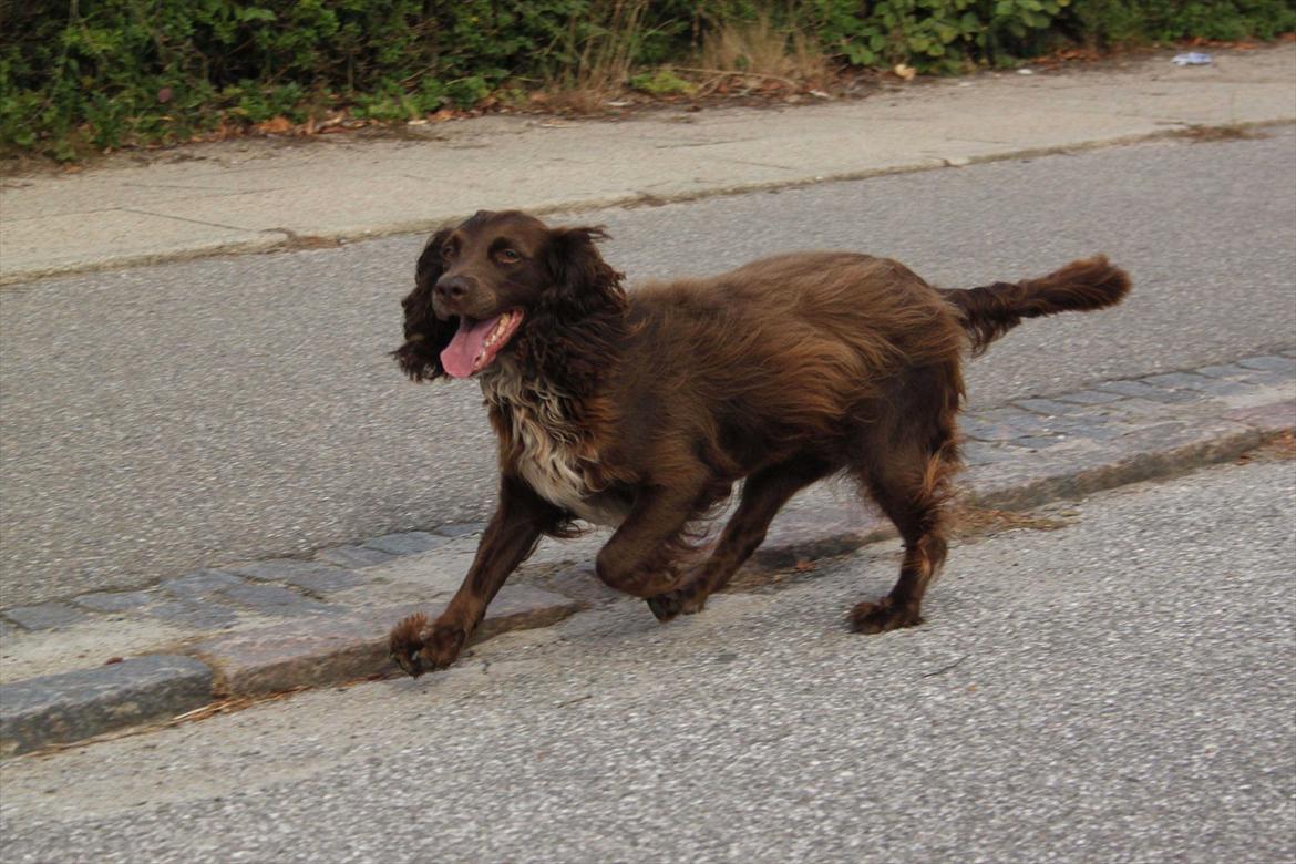 Field Trial spaniel Snif - Traske, traske, traske ...  billede 13