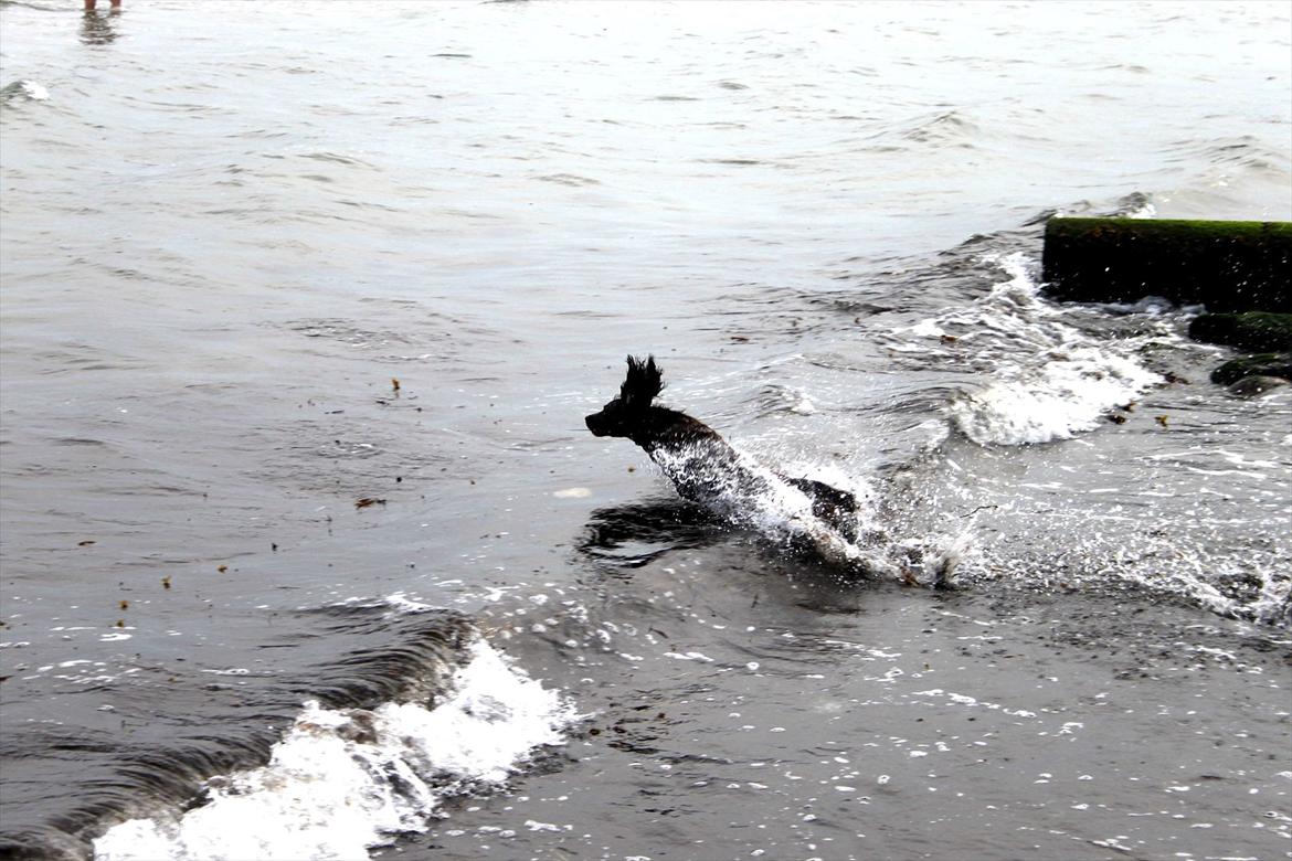 Field Trial spaniel Snif - elsker de ører! :D billede 14