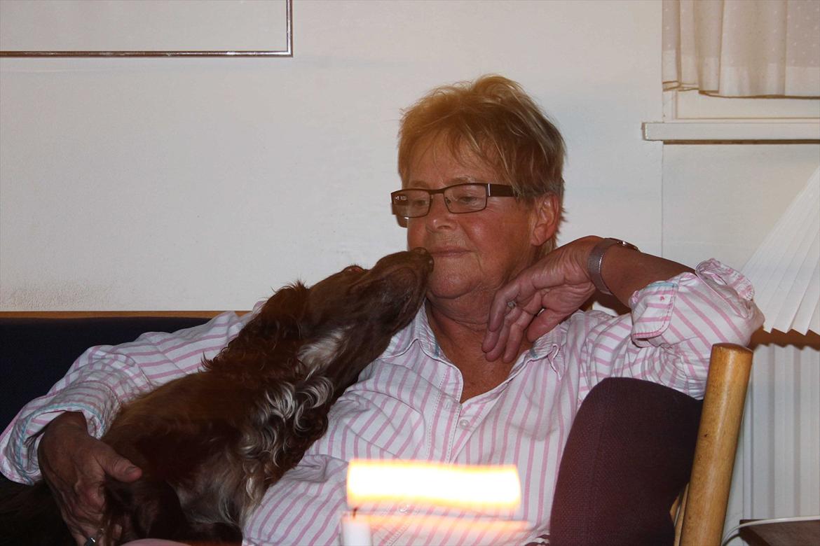 Field Trial spaniel Snif - '' jeg er en stakkels lille hund, men hvis du ville klø mig lidt her ville jeg blive en meget meget lykkelig lille hund'' :D  billede 15