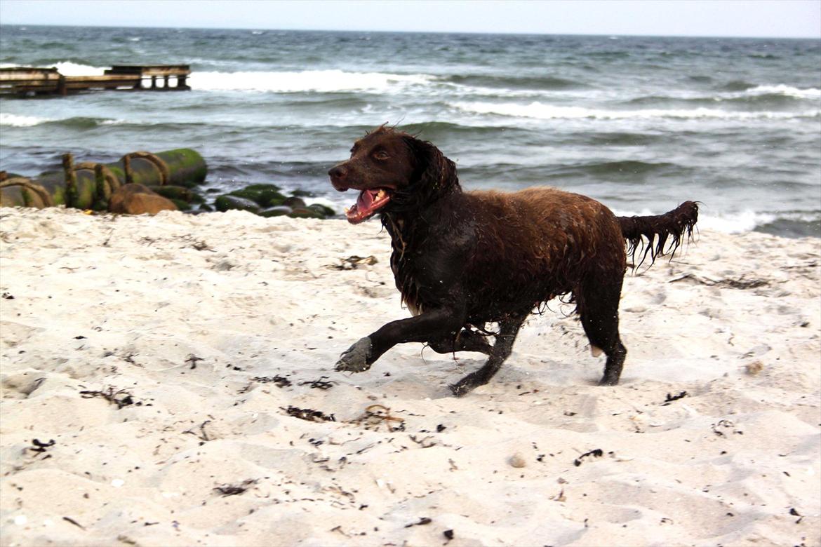 Field Trial spaniel Snif - roser er røde, violer er blå...  du er sød? ...  billede 16