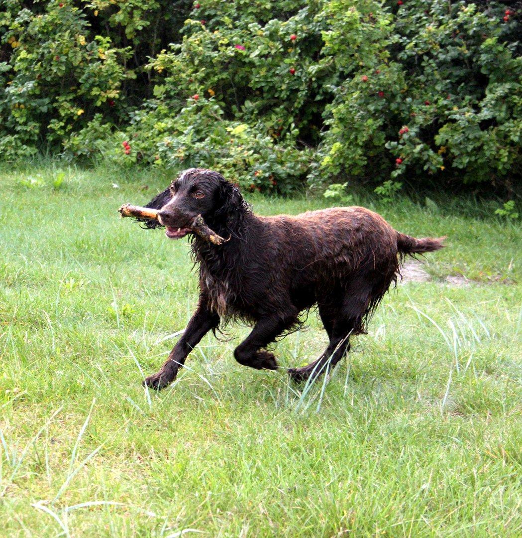 Field Trial spaniel Snif - snif med en morsom pind... :) billede 17