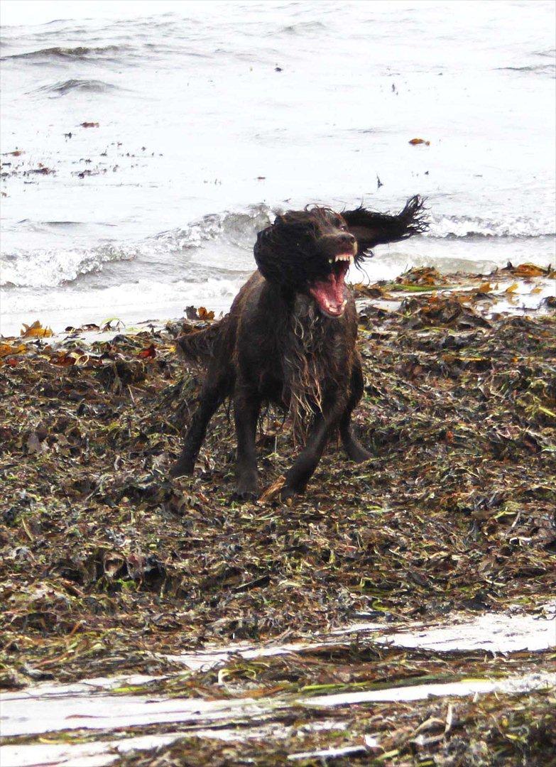 Field Trial spaniel Snif - Hahahahahahaa! DRÆBERVUF!!! :D fanget i et godt øjeblik! :D  billede 18