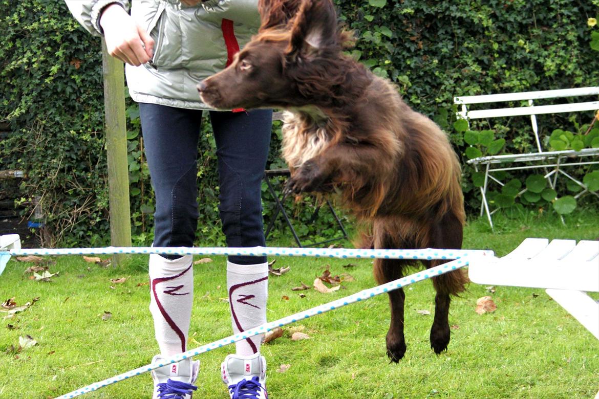 Field Trial spaniel Snif billede 19