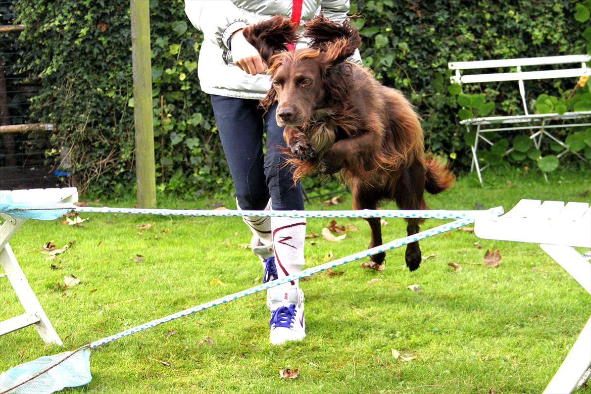 Field Trial spaniel Snif - syns virkelig det her spring ser højt ud!  -- bare rolig, det er kun 50-60 cm :) billede 20
