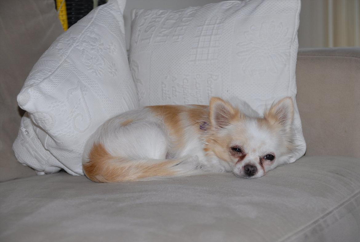 Chihuahua Daisy - Smuksakken, december 2011 <3 billede 18