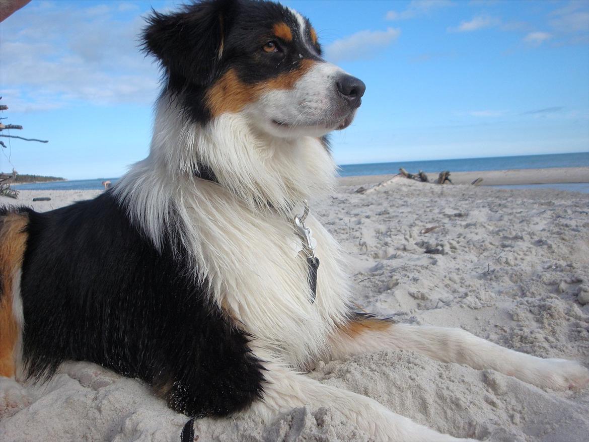 Australian shepherd Cash (Cassie) billede 10