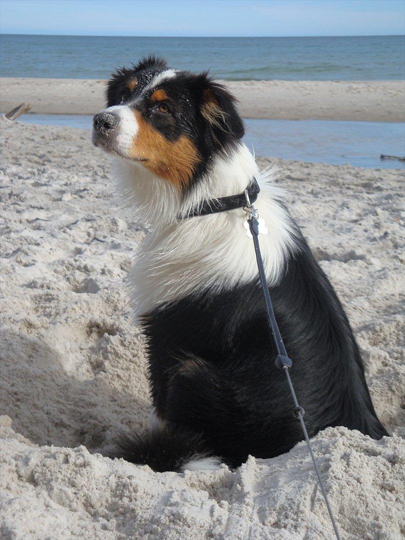 Australian shepherd Cash (Cassie) - Sandet er varmt... Mhm... graver da bare et hul og planter min popo i det kolde sand :) billede 9