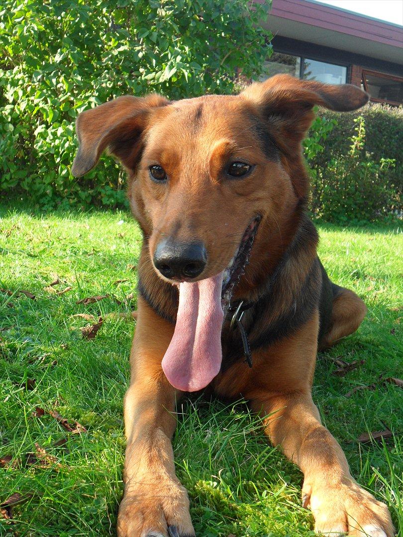 Blanding af racer | Bisse billede 12