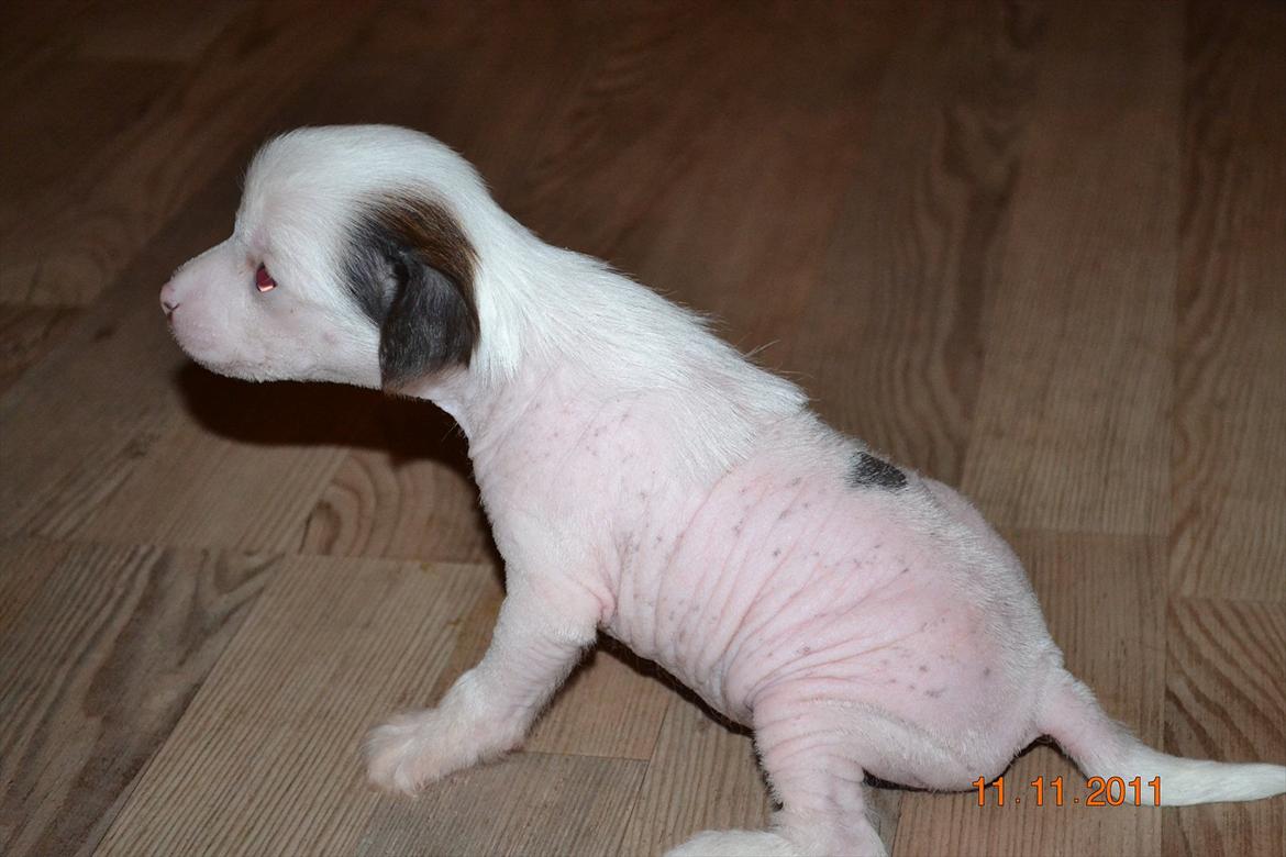 Chinese crested hårløs Chinese By Storm´s Cher billede 6