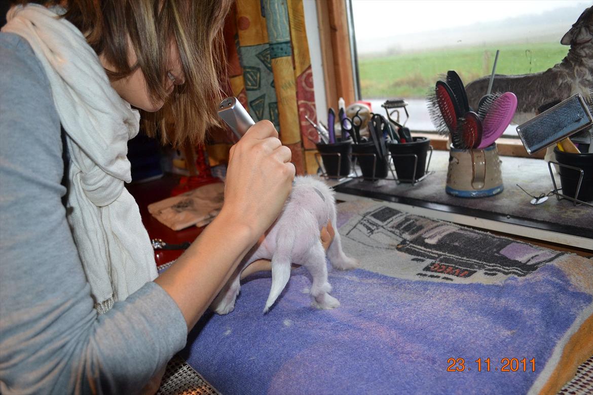 Chinese crested hårløs Chinese By Storm´s Cher - "trimmes" for første gang billede 7