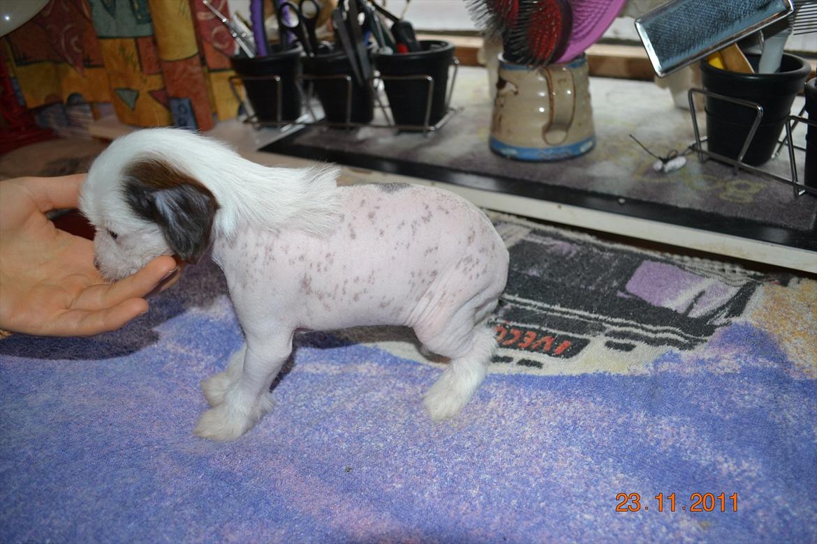 Chinese crested hårløs Chinese By Storm´s Cher - så fin jeg blev, og det var faktisk ikk farligt :) billede 8