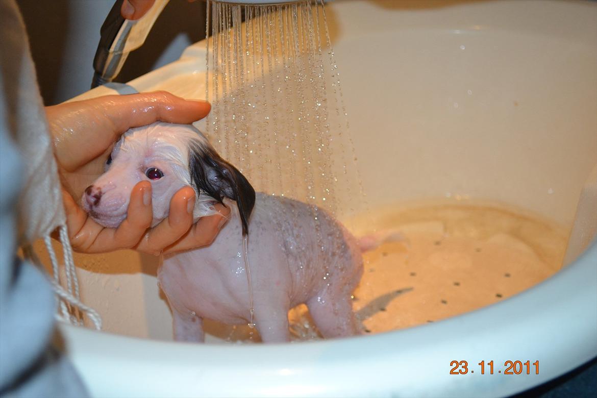 Chinese crested hårløs Chinese By Storm´s Cher - så kom jeg i bad.. billede 9