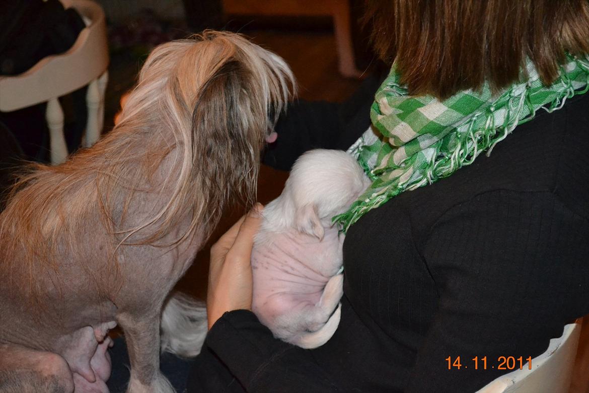 Chinese crested hårløs Chinese By Storm´s Cher - Min mor, og min  madmor billede 10