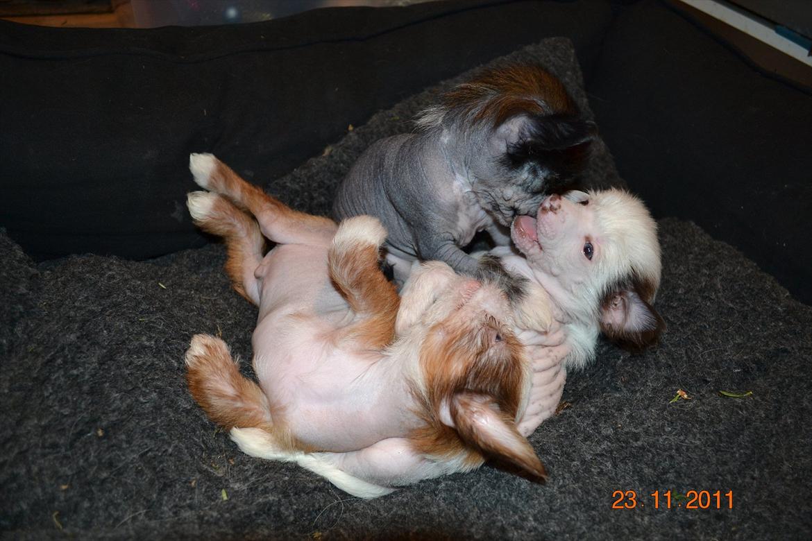 Chinese crested hårløs Chinese By Storm´s Cher billede 11