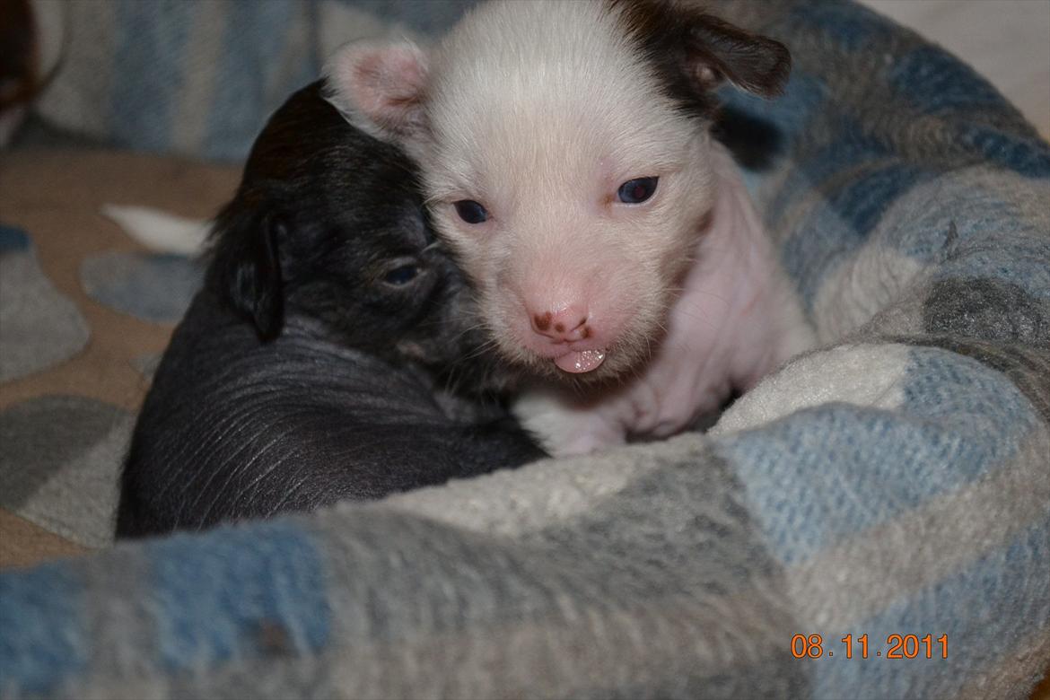 Chinese crested hårløs Chinese By Storm´s Cher - hehe , lidt fræk, er man vel.. billede 12