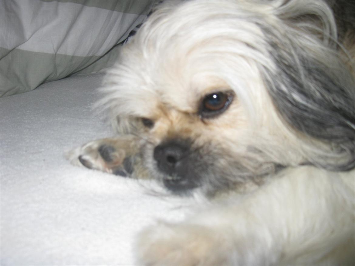 Blanding af racer Smilla <3 - Miiig og Smilla putter i sengen  billede 4