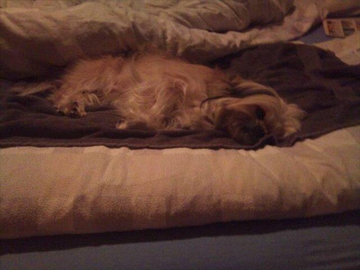 Blanding af racer Smilla <3 - Smilla da hun var syg billede 6