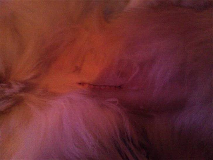 Blanding af racer Smilla <3 - arret efter hun fik fjernet hendes livmord billede 8