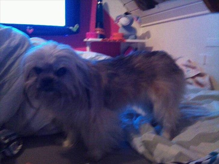 Blanding af racer Smilla <3 - Smilla tabet siiig meget efter en måndes sygdom  billede 7