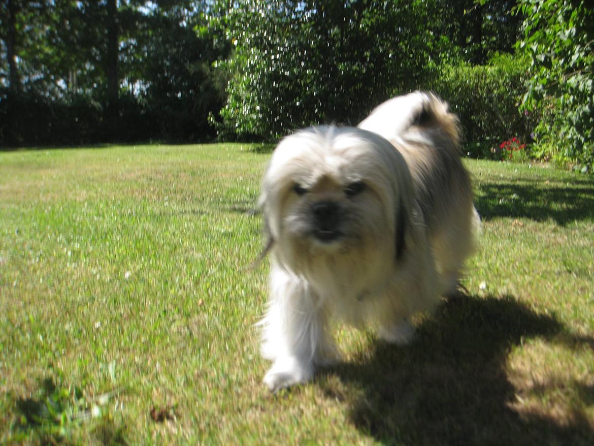 Blanding af racer Smilla <3 - Miiig hygger i haven <3 billede 9