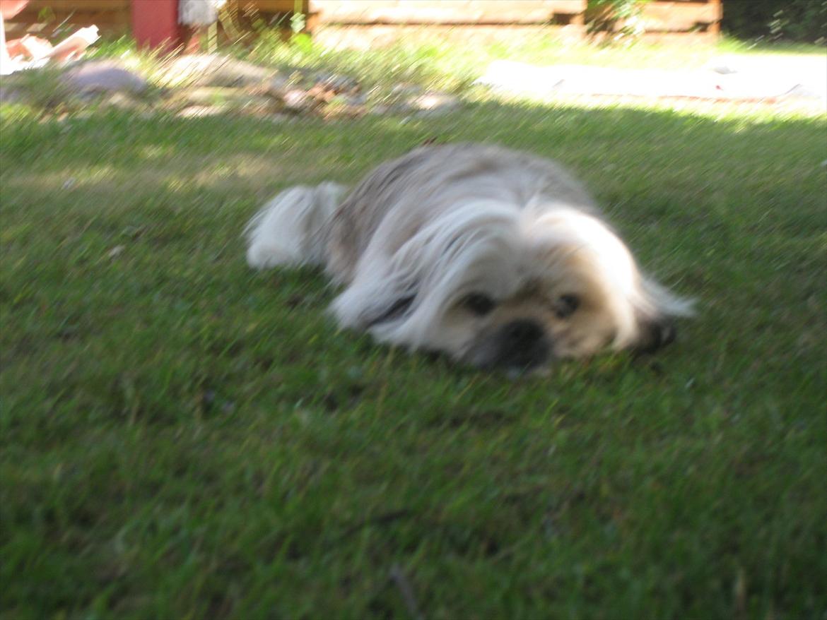 Blanding af racer Smilla <3 - Smilla hygger i haven <3 billede 10