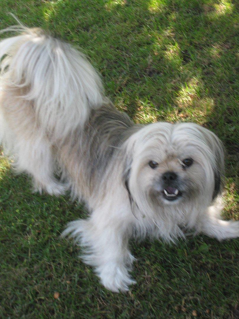 Blanding af racer Smilla <3 - Smilla og miiig leger i haven :) billede 11