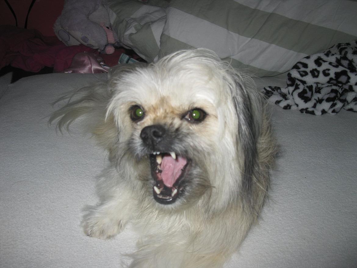 Blanding af racer Smilla <3 - Smilla tror hun er farlig <3 billede 12